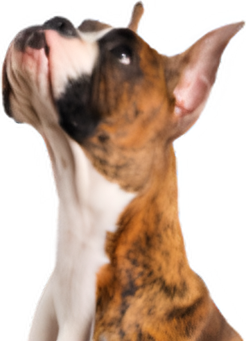 KOHA Pet logo