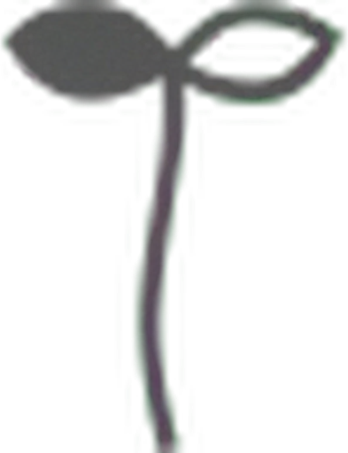 Bloom Naturals logo