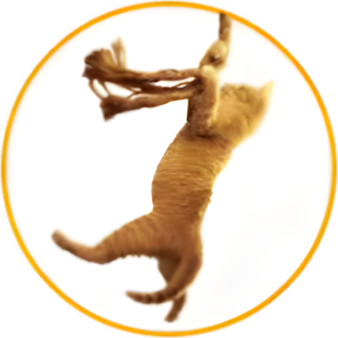 Save The Cat! logo