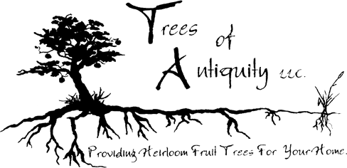 Trees of Antiquity logo