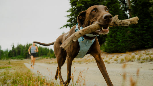 Ruffwear logo