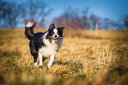 Sniffspot logo
