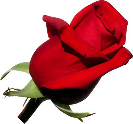 Flowers Fast logo