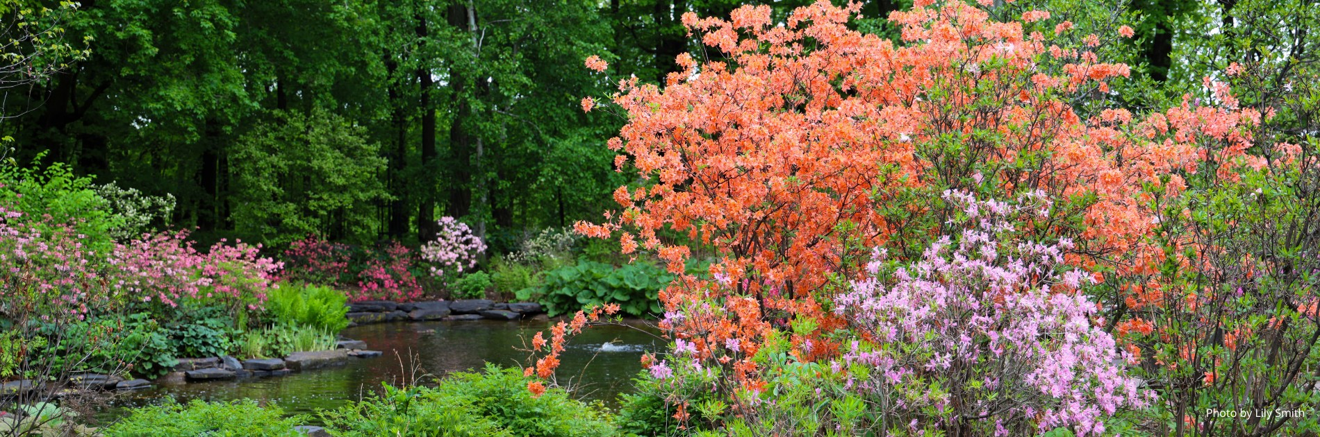 University of Minnesota Landscape Arboretum logo