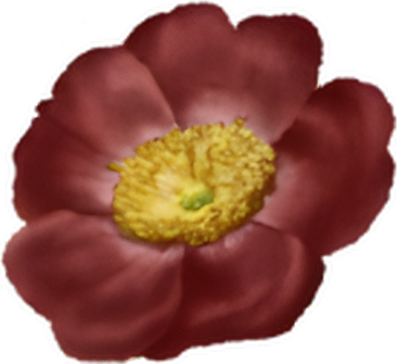 Cara Cara logo